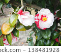 Camellia 138481928