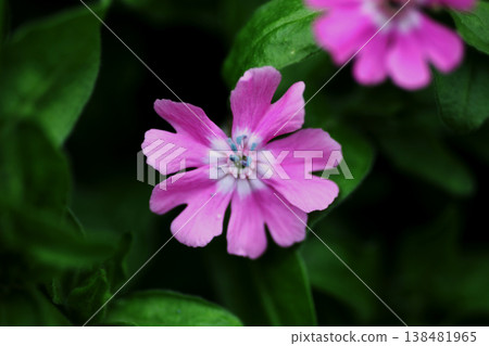 Red Campion Red Campion 138481965