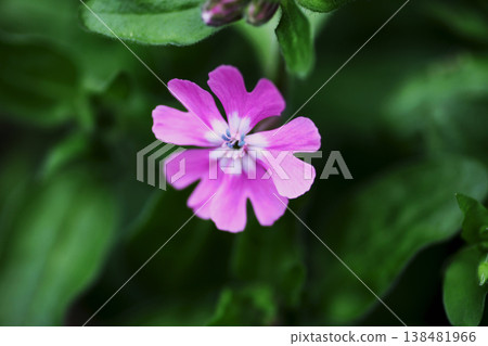 Red Campion Red Campion 138481966