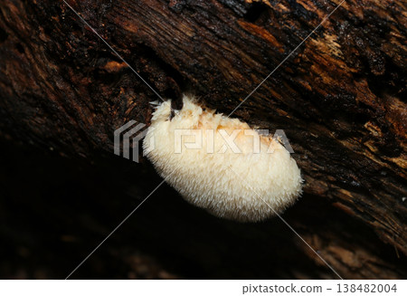 在日本的春天,美麗的乳白色幼小幽螺旋桿菌根莖從潮濕的深棕色腐木中冒出(真菌/蘑菇的微距攝影)。 在日本的春天,美麗的乳白色幼小幽螺旋桿菌根莖從潮濕的深棕色腐木中冒出(真菌/蘑菇的微距攝影)。 138482004