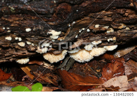 In spring, beautiful, milky-white young Helicobacter rhizomes emerge from damp, dark brown decaying wood (macro photography of fungi/mushrooms). 138482005