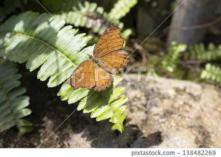 An orange admiral butterfly rests on a fern leaf, its wings spread. 138482269