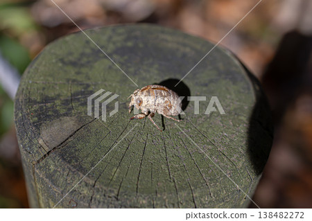 A cicada (Higurashi) exoskeleton left on a wooden stake. 138482272