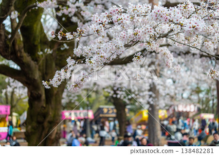 Cherry blossoms at Omiya Park Cherry blossoms at Omiya Park 138482281