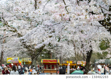 Cherry blossoms at Omiya Park Cherry blossoms at Omiya Park 138482283