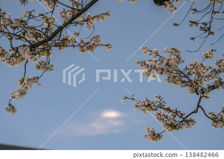 Cherry blossoms in full bloom and a full moon hidden behind clouds in Okayama City, Okayama Prefecture, Japan. Cherry blossoms in full bloom and a full moon hidden behind clouds in Okayama City, Okayama Prefecture, Japan. 138482466
