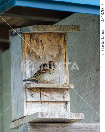 Sparrows looking at the camera Sparrows looking at the camera 138482609