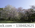 Weeping Cherry Tree 76 138482625