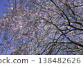 Weeping Cherry Blossom 77 138482626