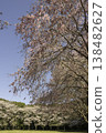 Weeping cherry tree 78 138482627
