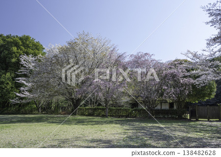 Weeping cherry tree 79 Weeping cherry tree 79 138482628