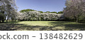 Somei Yoshino and Weeping Cherry Blossoms (4) 138482629