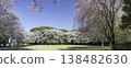 Somei Yoshino and Weeping Cherry Trees (5) 138482630