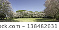 Somei Yoshino and Weeping Cherry Trees (6) 138482631