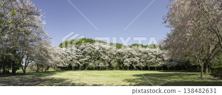 Somei Yoshino and Weeping Cherry Trees (6) Somei Yoshino and Weeping Cherry Trees (6) 138482631