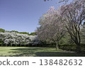 Somei Yoshino and Weeping Cherry Blossoms (7) 138482632