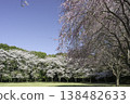 Somei Yoshino and Weeping Cherry Trees (8) 138482633