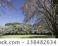 Somei Yoshino and Weeping Cherry Blossoms (9) 138482634