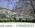 Somei Yoshino and Weeping Cherry Blossoms (10) 138482635