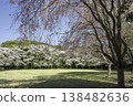 Somei Yoshino and Weeping Cherry Blossoms 11 138482636