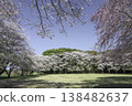 Somei Yoshino and Weeping Cherry Trees (12) 138482637