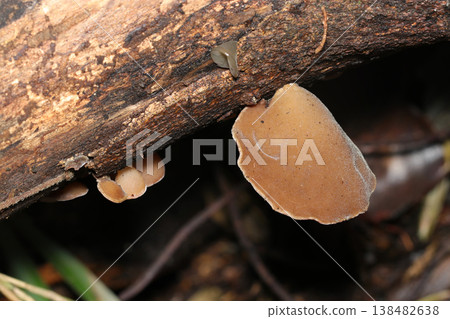 生長在倒樹上的幼嫩木耳（南海木耳）（戶外田野動物微距攝影） 138482638