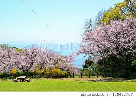 神奈川縣東山公園：從山頂眺望櫻花和相模灣。 138482767