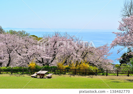 神奈川縣東山公園:從山頂眺望櫻花和相模灣。 神奈川縣東山公園:從山頂眺望櫻花和相模灣。 138482770