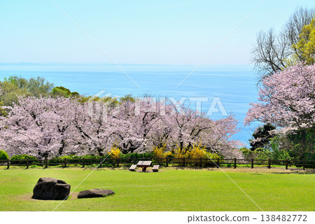 神奈川縣東山公園:從山頂眺望櫻花和相模灣。 神奈川縣東山公園:從山頂眺望櫻花和相模灣。 138482772