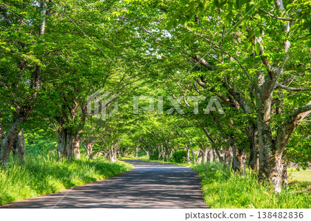 一排枝繁葉茂的櫻花樹（三重縣津市藝能町北上山花路） 138482836