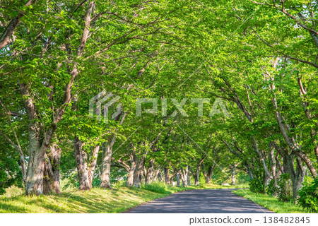 A row of cherry trees in fresh green leaves (Kitakamiyama Flower Road, Geino-cho, Tsu City, Mie Prefecture) A row of cherry trees in fresh green leaves (Kitakamiyama Flower Road, Geino-cho, Tsu City, Mie Prefecture) 138482845