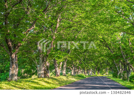 一排枝繁葉茂的櫻花樹(三重縣津市藝能町北上山花路) 一排枝繁葉茂的櫻花樹(三重縣津市藝能町北上山花路) 138482846