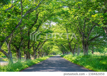 A row of cherry trees in fresh green leaves (Kitakamiyama Flower Road, Geino-cho, Tsu City, Mie Prefecture) 138482850