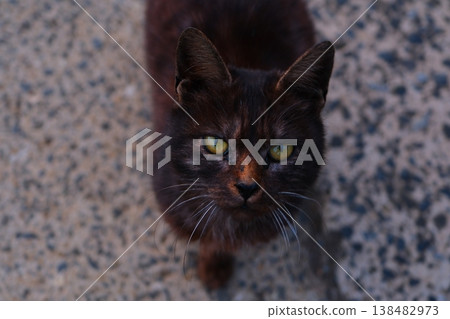 長崎縣五島列島小治島上的貓 長崎縣五島列島小治島上的貓 138482973