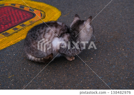 Cats on Ojika Island, Goto Islands, Nagasaki Prefecture Cats on Ojika Island, Goto Islands, Nagasaki Prefecture 138482976