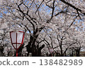 Cherry tree in full bloom  138482989
