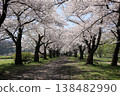 Cherry blossom trees in full bloom at Kitakami Tenshochi Park 138482990