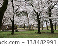 Cherry blossoms at Senshu Park 138482991