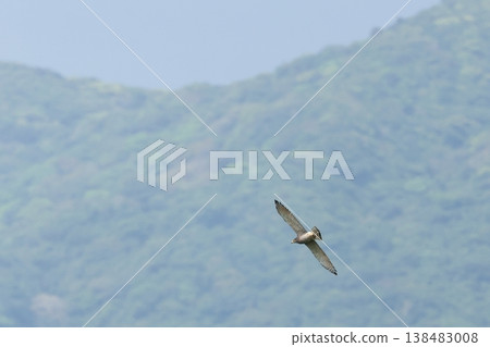 Wildlife: A Grey-faced Buzzard flying against the backdrop of the mountains of Ishigaki Island. It has a brown chest and horizontal stripes on its belly; perhaps it's a pale-colored adult male? 138483008