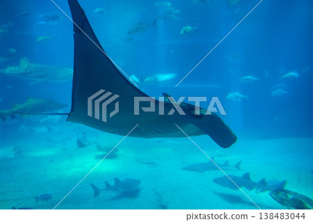 蝠鱝在水族館裡游泳 蝠鱝在水族館裡游泳 138483044