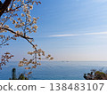 俯瞰大海的山丘上，櫻花盛開。 138483107