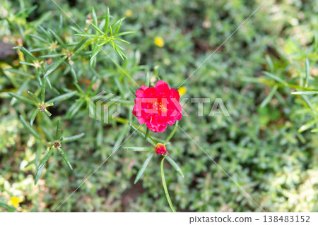 Bright red flower blooming among green foliage with soft background blur natural garden detail vibrant color freshness and calm outdoor atmosphere Bright red flower blooming among green foliage with soft background blur natural garden detail vibrant color freshness and calm outdoor atmosphere 138483152