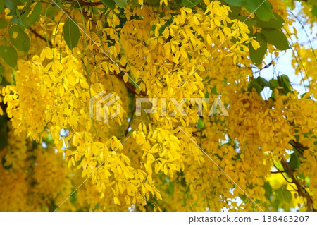 泰國國花,黃色金鍊花 1 泰國國花,黃色金鍊花 1 138483207