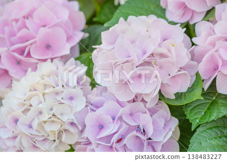 Gradient of pastel pink hydrangeas 138483227