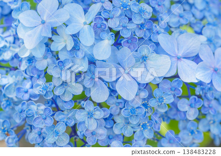 Blue hydrangea background material 138483228