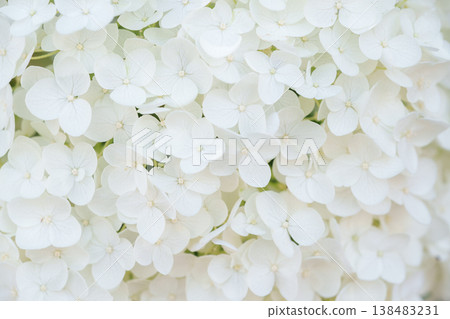 White hydrangea "Annabelle" background material White hydrangea "Annabelle" background material 138483231