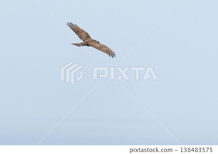 Wildlife: Wild bird, Grey-faced Buzzard, juvenile. Did it safely survive its first winter on Ishigaki Island? Wildlife: Wild bird, Grey-faced Buzzard, juvenile. Did it safely survive its first winter on Ishigaki Island? 138483575