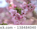 春天附近的公園裡盛開的雙櫻花 138484040