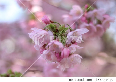 Double cherry blossoms blooming in a nearby park in spring Double cherry blossoms blooming in a nearby park in spring 138484040