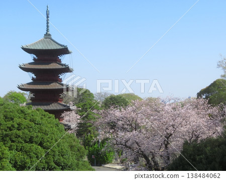 Ikegami Honmonji Temple, Ota-ku, Tokyo Five-storied pagoda and cherry blossoms 138484062